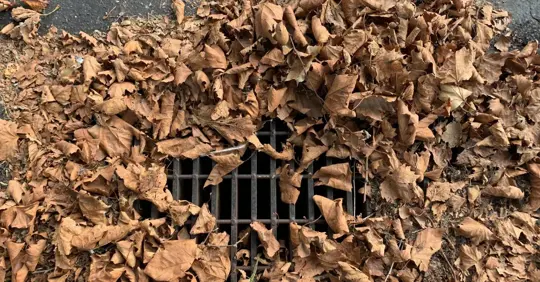 leaves on drain